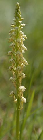 orchid1