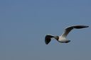 Mouette