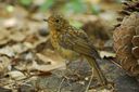 Rouge-gorge (jeune)