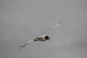Mouette