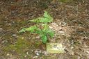 Accacia