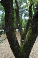 Arbres