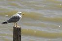 Mouette