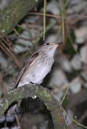 Oiseau