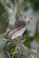 Oiseau